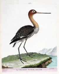 Zoologische kaart (ornithologie): de grote rode barge (zwartstaart barge of limosa limosa). Illustratie in “De Geschiedenis van de Vogels, Geschilderd in Hun Verschijnende en Gevoelige Aspecten” door Francois Nicolas Martinet (1731-1800). Privécollectie.