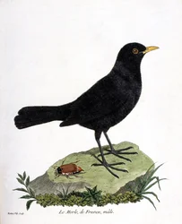 Zoologische kaart (ornithologie): de mannelijke merel (zwarte merel of turdus merula). Illustratie in “De Geschiedenis van de Vogels, Geschilderd in Hun Verschijnende en Gevoelige Aspecten” door Francois Nicolas Martinet (1731-1800). Privécollectie.