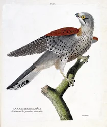 Zoologische kaart (ornithologie): de mannelijke waterkers (havik havik of falco tinnunculus) op een tak. Illustratie in 