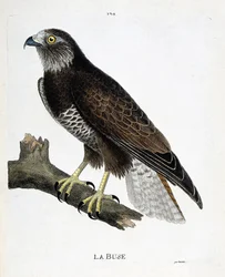 Zoologische kaart (ornithologie): de buizerd (buteo buteo) op een tak. Illustratie in 