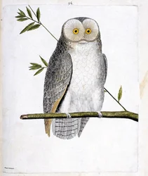 Zoologische kaart (ornithologie): de uil (kerkuil of Tyto Alba) op een tak. Illustratie in “De Geschiedenis van de Vogels, Geschilderd in Hun Verschijnende en Gevoelige Aspecten” door Francois Nicolas Martinet (1731-1800). Privécollectie.