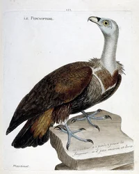 Zoologische kaart (ornithologie): de percnoptere (vale gier of fulvus gyps). Illustratie in "De Geschiedenis van de Vogels, Geschilderd in Hun Verschijning en Gevoelige Aspecten" door Francois Nicolas Martinet (1731-1800). Privécollectie.