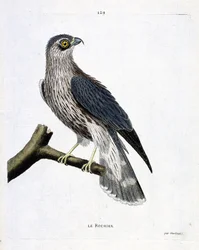 Zoologische kaart (ornithologie): de rots (emerillon valk of falco colombarius) op een tak. Illustratie in “De Geschiedenis van de Vogels, Geschilderd in Hun Verschijnende en Gevoelige Aspecten” door Francois Nicolas Martinet (1731-1800). Privécollectie.