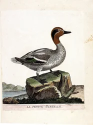 Zoologische kaart (ornithologie): de kleine wintertaling (wintertaling of anas crecca). Illustratie in "De Geschiedenis van de Vogels, Geschilderd in Hun Verschijning en Gevoelige Aspecten" door Francois Nicolas Martinet (1731-1800). Privécollectie.