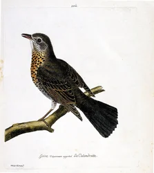 Zoologische kaart (ornithologie): de lijster die gewoonlijk de calandrotte wordt genoemd op een tak. Illustratie in "De Geschiedenis van de Vogels, Geschilderd in Hun Verschijning en Gevoelige Aspecten" door Francois Nicolas Martinet (1731-1800). Privécoll