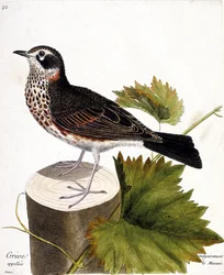 Zoologische kaart (ornithologie): de lijster die gewoonlijk de mauvis wordt genoemd (mauvis lijster of turdus iliacus) op een boomstam. Illustratie in "De Geschiedenis van de Vogels, Geschilderd in Hun Verschijning en Gevoelige Aspecten" door Francois Nico