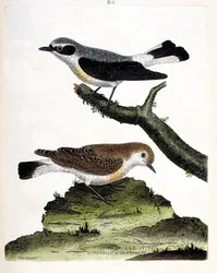 Zoologische kaart (ornithologie): de vitrec (of motous) op de tak en zijn vrouwtje (mottous stalk of oenanth). Illustratie in "De Geschiedenis van de Vogels, Geschilderd in Hun Verschijning en Gevoelige Aspecten" door Francois Nicolas Martinet (1731-1800).