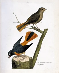 Zoologische kaart (ornithologie): de nachtegaal op een boomstronk en zijn vrouwtje (roodstaart met witte voorhoofd of phoenicurus phoenicurus) op de tak. Illustratie in 
