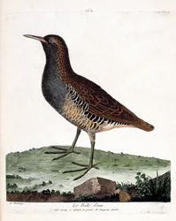 Zoologische kaart (ornithologie): de waterral (rallus aquaticus). Illustratie in 