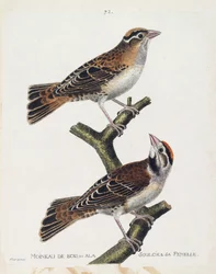 Zoologische kaart (ornithologie): de houtmus of de relief (Hudson mus of spizea arborea) en zijn vrouwtje (relief mus of petronia petronia). Illustratie in 