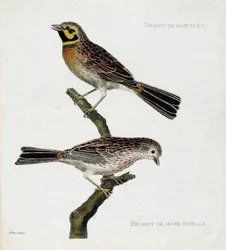 Zoologische kaart (ornithologie): van boven naar beneden: Mannelijke en vrouwelijke Haagse Mussen (zizi of emberiza cirlus) op een tak. Illustratie in “De Geschiedenis van de Vogels, Geschilderd in Hun Verschijnende en Gevoelige Aspecten” door Francois Nic