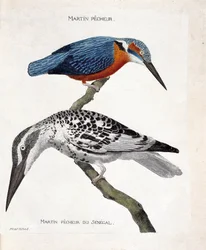 Zoologische kaart (ornithologie): van boven naar beneden: IJsvogel (ijsvogel van Europa of alcedo atthis) en ijsvogel van Senegal (ijsvogel pie of Ceryle rudis). Illustratie in "De Geschiedenis van de Vogels, Geschilderd in Hun Verschijning en Gevoelige As