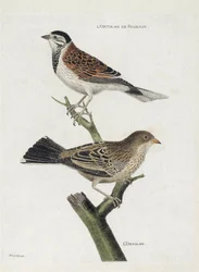 Zoologische kaart (ornithologie): van boven naar beneden: Rietgors (rietgors of Emberiza schoeniclus) en Ortolaan (ortolaan gors of Emberiza hortulana) op een tak. Illustratie in "De Geschiedenis van de Vogels, Geschilderd in Hun Verschijning en Gevoelige 