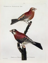 Zoologische kaart (ornithologie): boven naar beneden: Mus van het koninkrijk Siam (Crimson Roselin of carpodacus eruthrinus) en mus van het koninkrijk tonquin (tonkin) op een tak. Illustratie in 