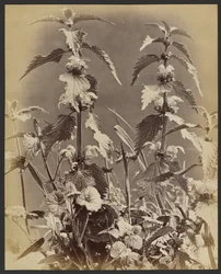 [Bloemenstudie].