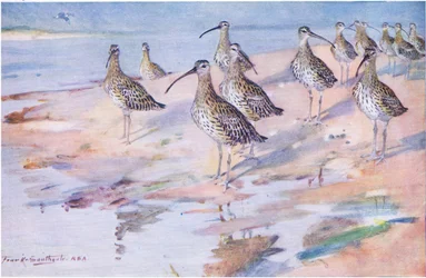 Wulpen bij Blakeney Point