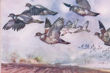 Houtduiven in vlucht, illustratie uit Wild Nature & Country Life gepubliceerd door Hodder & Stoughton, ca. 1910