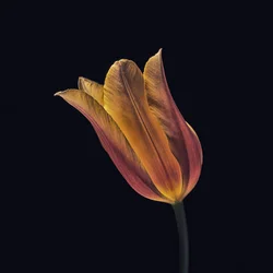 Gloeiende oranje tulp