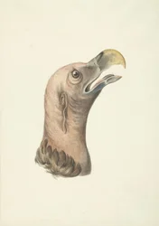 Kop van een Oorgier (Otogyps auricularis Daud)
