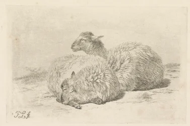 Twee liggende schapen