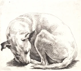 Proefplaat: Een hond