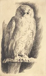 Proefplaat: een uil