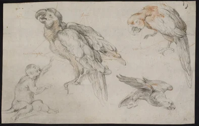 Studieblad met papegaaien en aap