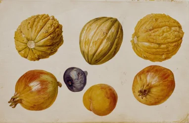 Vruchtenstudies