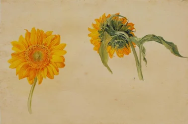 Zonnebloemen