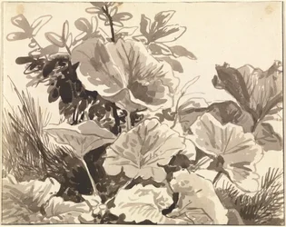Studie van hoefbladbladeren