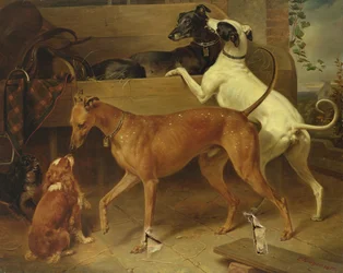 Krugers honden, 1855