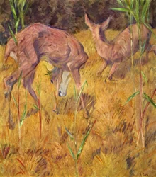 Hert in het riet