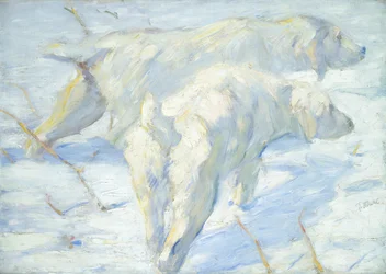 Siberische Honden in de Sneeuw