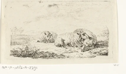 Drie schapen liggend in het gras