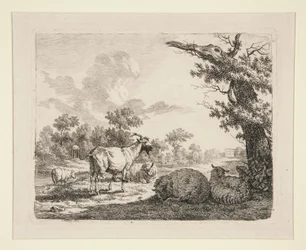 Schapen in een weide