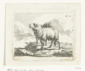 Twee staande schapen
