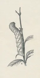 Volgroeide Rups van de Ligusterpijlstaart, c1900, 1910