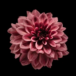 Rijke bordeauxrode dahlia