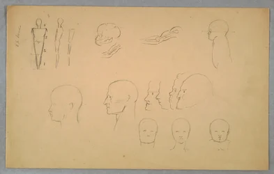 Anatomische studies