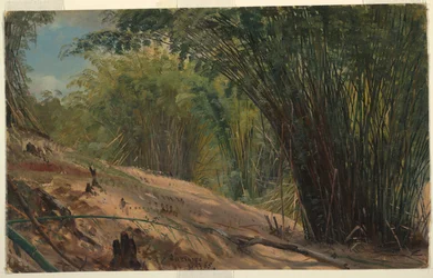 Bamboebos, Jamaica