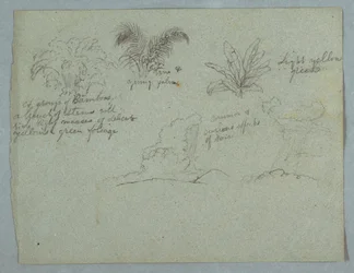 Bamboes, Wijnstok en een Jonge Palm, Plant, en Twee Scènes van Regen die uit Wolken over Bergen valt, Rio Magdalena, Colombia