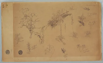 Tekening, Een groep van dertien botanische studies uit Colombia of Ecuador, 1853