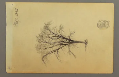Tekening, Een boom zonder bladeren, februari 1845