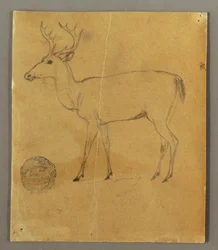 Tekening, Een staande hert, ca. 1850