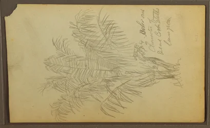 Tekening, Botanische schetsen, 1857