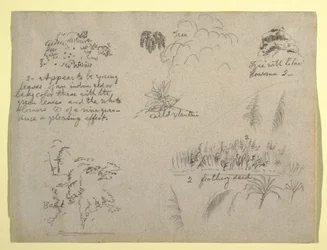 Tekening, Botanische schetsen, Colombia, 1853