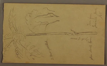 Tekening, Botanische schetsen, juni 1865