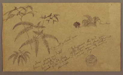 Tekening, Botanische schetsen, mei-augustus 1865