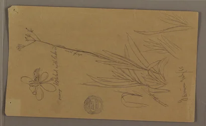 Tekening, Botanische schetsen met details van een plant, Jamaica, juli 1865