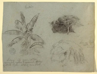 Tekening, Botanische schetsen, Zuid-Amerika, mei 1853 